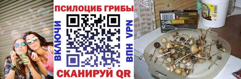 купить  цена  Сибай  Псилоцибиновые грибы Psilocybine cubensis 
